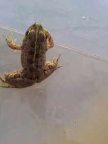 老驥伏櫪，志在千里——藍色力獅旅行版塔城游記